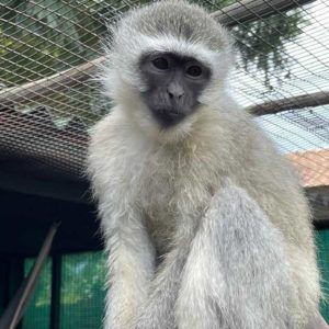 vervet monkey sitting on branch in outdoor enclosure