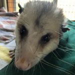 face of Virginia opossum