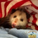 Virginia opossoum peeking out of blankets