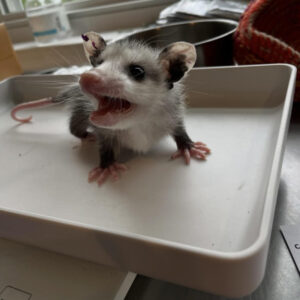 young Virginia opossum standing on scale indoors to be weighed
