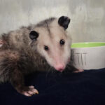 Virginia opossum near bowl in indoor enclosure