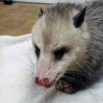 Virginia opossum with injury to face