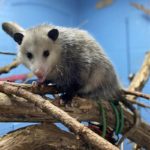 Virginia opossum standing on branch