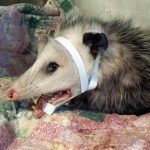 Virginia opossum wearing splint on jaw