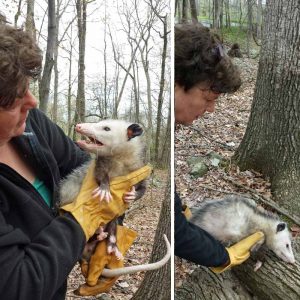 Virginia opossum being released back to the wild