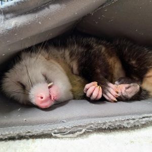 Virginia opossom sleeping in cage
