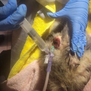 Virginia opossum on table being treated by person with gloved hands