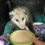 virginia opossum with head injury