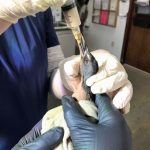 Virginia rail bird held in hands being syringe-fed