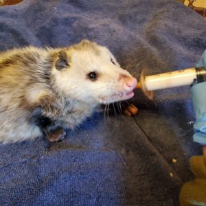 Vrginia opossum being syringe-fed