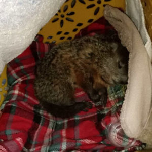 sick looking woodchuck asleep on blankets