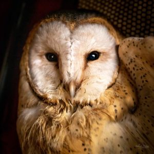 face of Western barn owl before treatment for trich