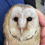 face of Western barn owl after treatment for trich and feeling better