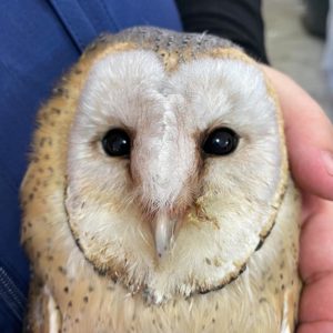 face of Western barn owl after treatment for trich and feeling better