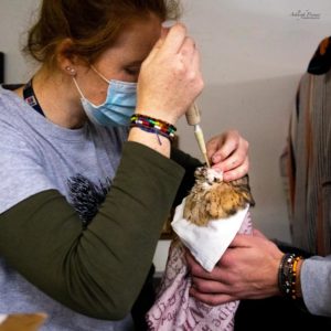 woman tube feeding western barn owl