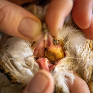 look down mouth of Western barn owl with trich