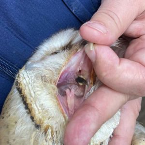 look down Western barn owl's mouth after treatment