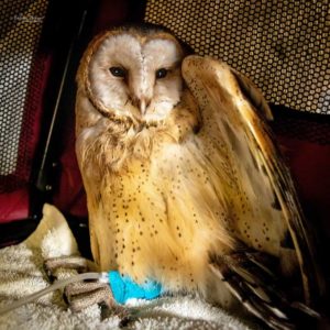 Western barn owl receiving treatment