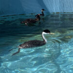 western grebe paddling in pool with other birds