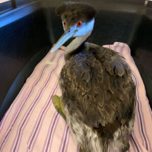 western grebe covered in oil standing in carrier