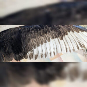 oil covered wing of a western grebe
