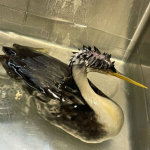 western grebe paddling in an enclosed stall