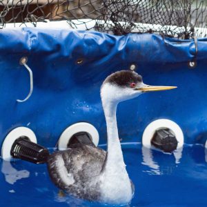 western grebe in pool