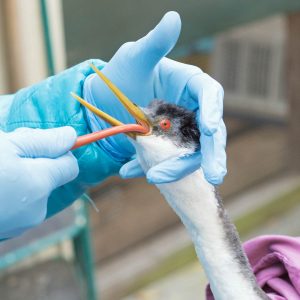 western grebe being tube fed