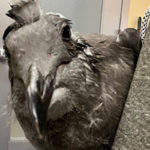 close up of injured face of a western gull