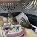three western kingbird nestlings in carrier