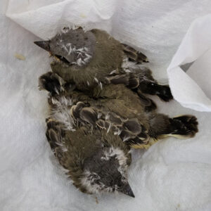 three western kingbird nestlings stand on paper towel