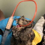 closeup on Western screech owl being tube-fed EmerAid