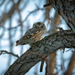 Western Screech Owl on tree branch