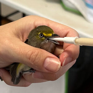 white-eyed vireo bird held in hand and being fed by syringe