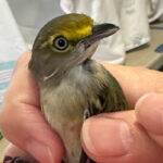 close up on white-eyed vireo bird held in a hand