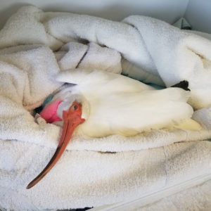 white ibis wrapped in towel unable to hold up head