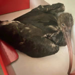 juvenile white ibis sitting on table