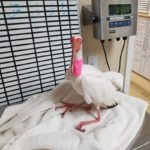 white ibis standing on towel covered table being weighed