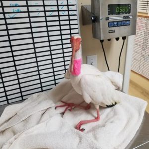 white ibis standing on towel covered table being weighed