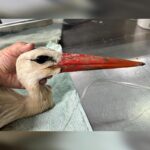 profile of head of injured white stork lying on exam table