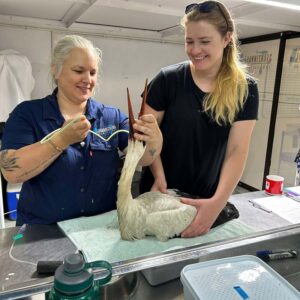 two people tube-feeding a white stork on an exam table
