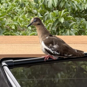 white-winged dove outdoors perched on PVC pipe
