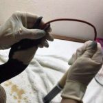 Canada goose being tube-fed