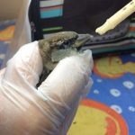 house sparrow being hand-fed
