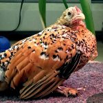 wild chicken standing inside