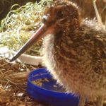 Wilson's snipe standing in cage by water bowl