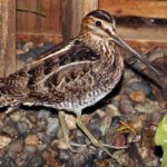 Wilson's snipe standing on ground in enclosure