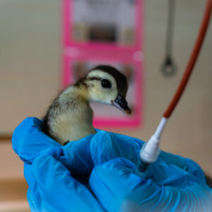 wood duckling indoors held by gloved hands