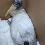 wood stork huddles in corner of cardboard box