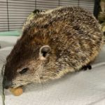 woodchuck standing on towels and eating